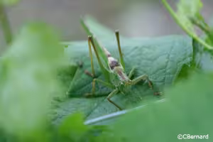 蚱蜢，昆虫，自然，葡萄叶