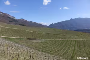 Col du Chat，葡萄藤，Dent du Chat，Charvaz，Jongieux