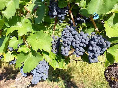 Mondeuse grapes at Jongieux from Domaine Chevallier Bernard